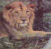 lion