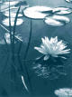 Water Lily