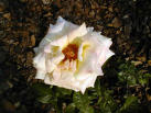 White Rose